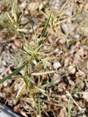 Cyperus rotundus