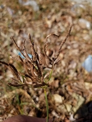 Cyperus rotundus