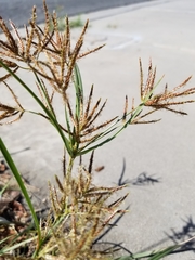 Cyperus rotundus