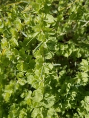 Atriplex canescens