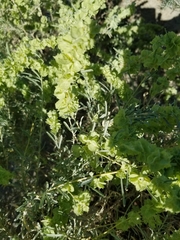 Atriplex canescens