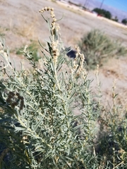 Atriplex canescens