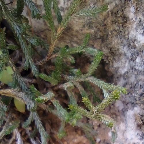 Selaginella mutica var. mutica