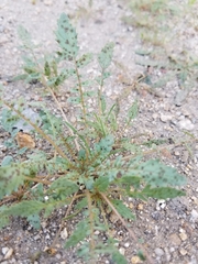 Chylismia claviformis