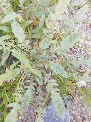 Chylismia claviformis