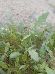 Chylismia claviformis