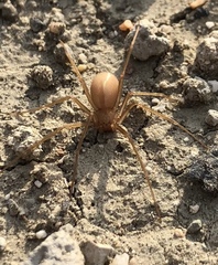 Loxosceles rufescens