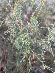 Tamarix ramosissima