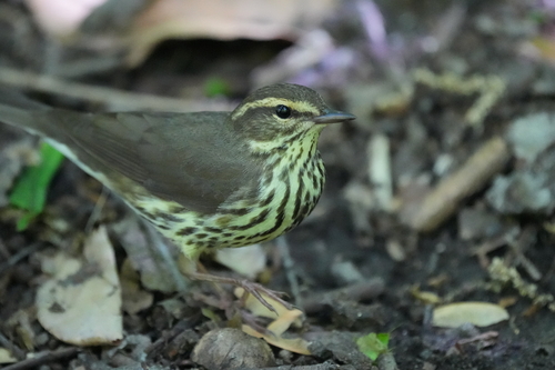 Reinita charquera norteña (Parkesia noveboracensis)