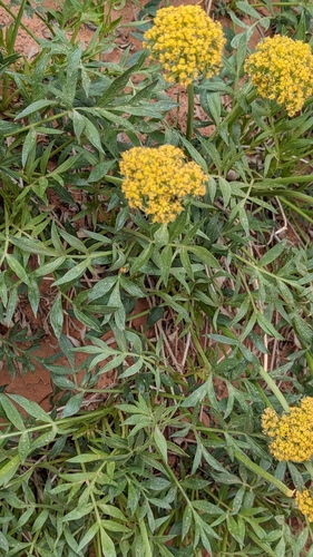 Image of Lomatium latilobum by (c) Jake Armstrong, some rights reserved (CC BY)