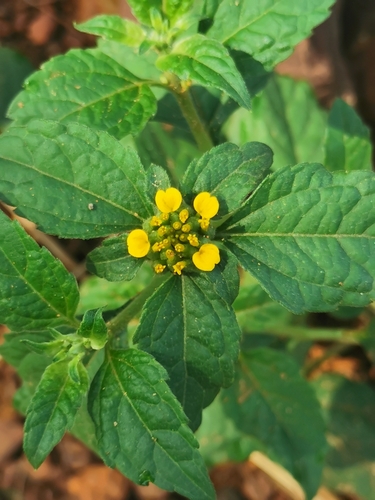 Sclerocarpus africanus