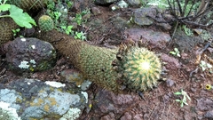 Coryphantha erecta