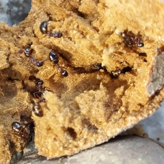 Dolichoderus quadripunctatus