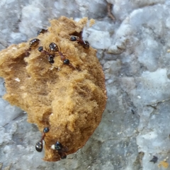 Dolichoderus quadripunctatus