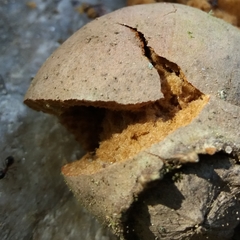 Dolichoderus quadripunctatus