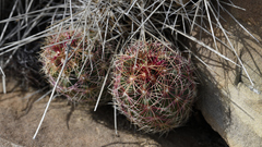 Thelocactus bicolor bicolor
