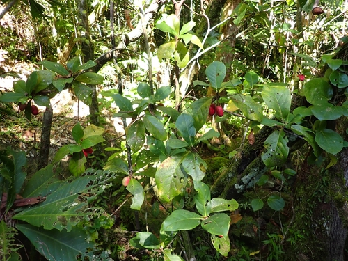 Guettarda wagapensis
