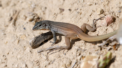 Aspidoscelis scalaris
