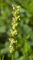 Platanthera aquilonis