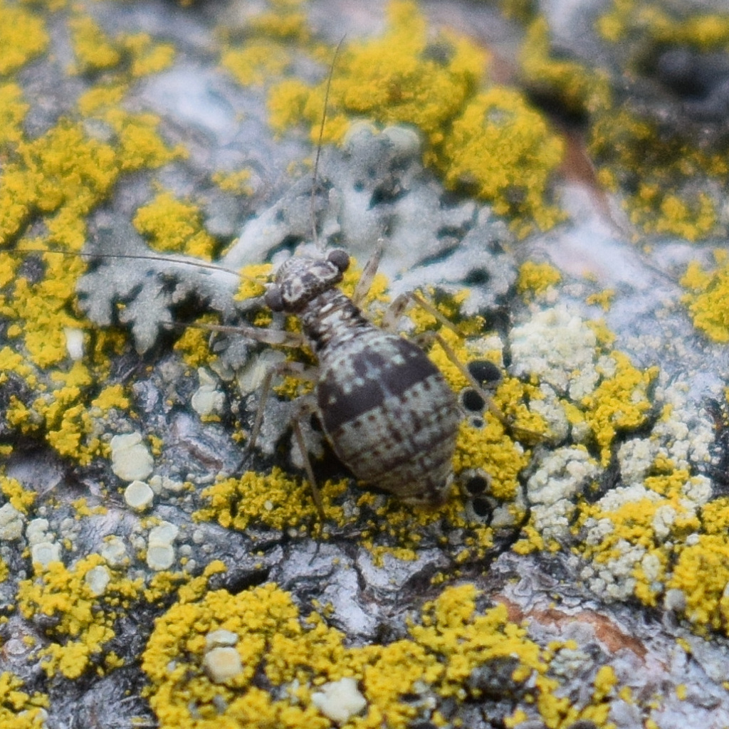 Mesopsocus unipunctatus