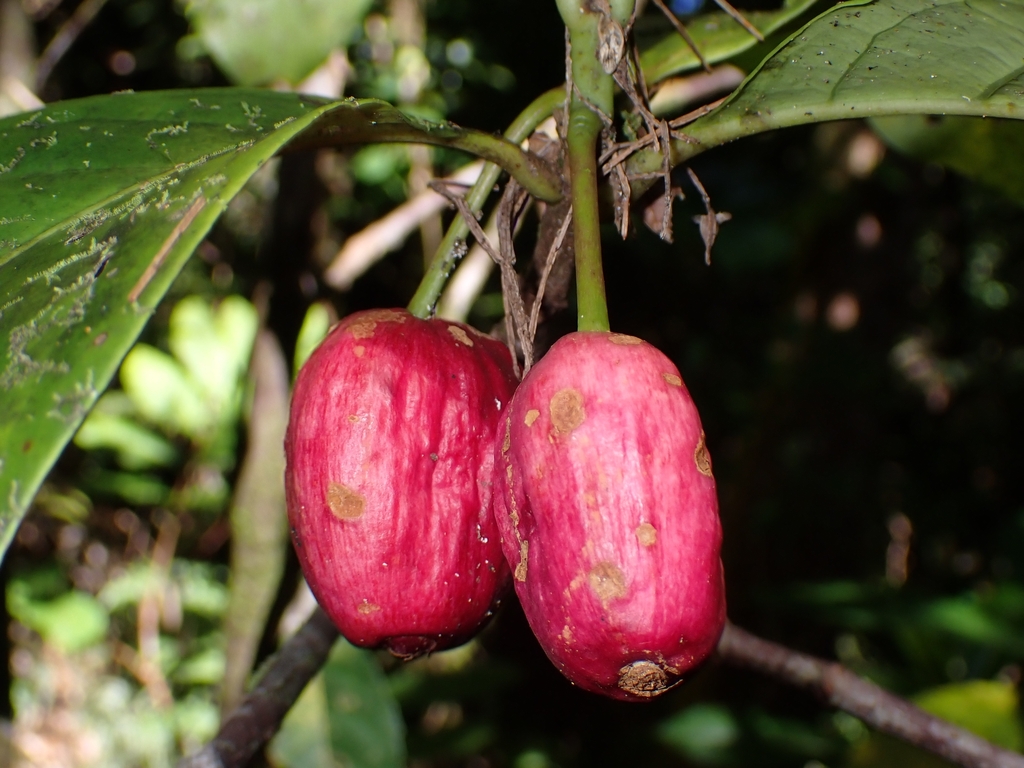 Guettarda wagapensis