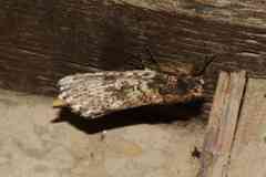 Lithomoia germana