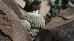 Epithelantha greggii