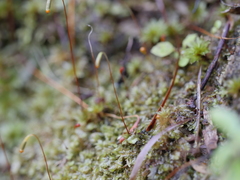 Rosulabryum subtomentosum