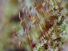 Rosulabryum subtomentosum