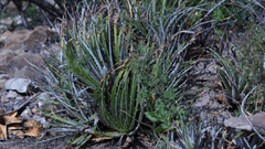 Hechtia glomerata