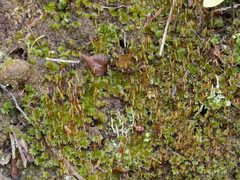 Rosulabryum subtomentosum