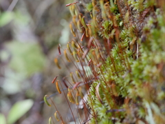 Rosulabryum subtomentosum