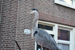 Ardea cinerea