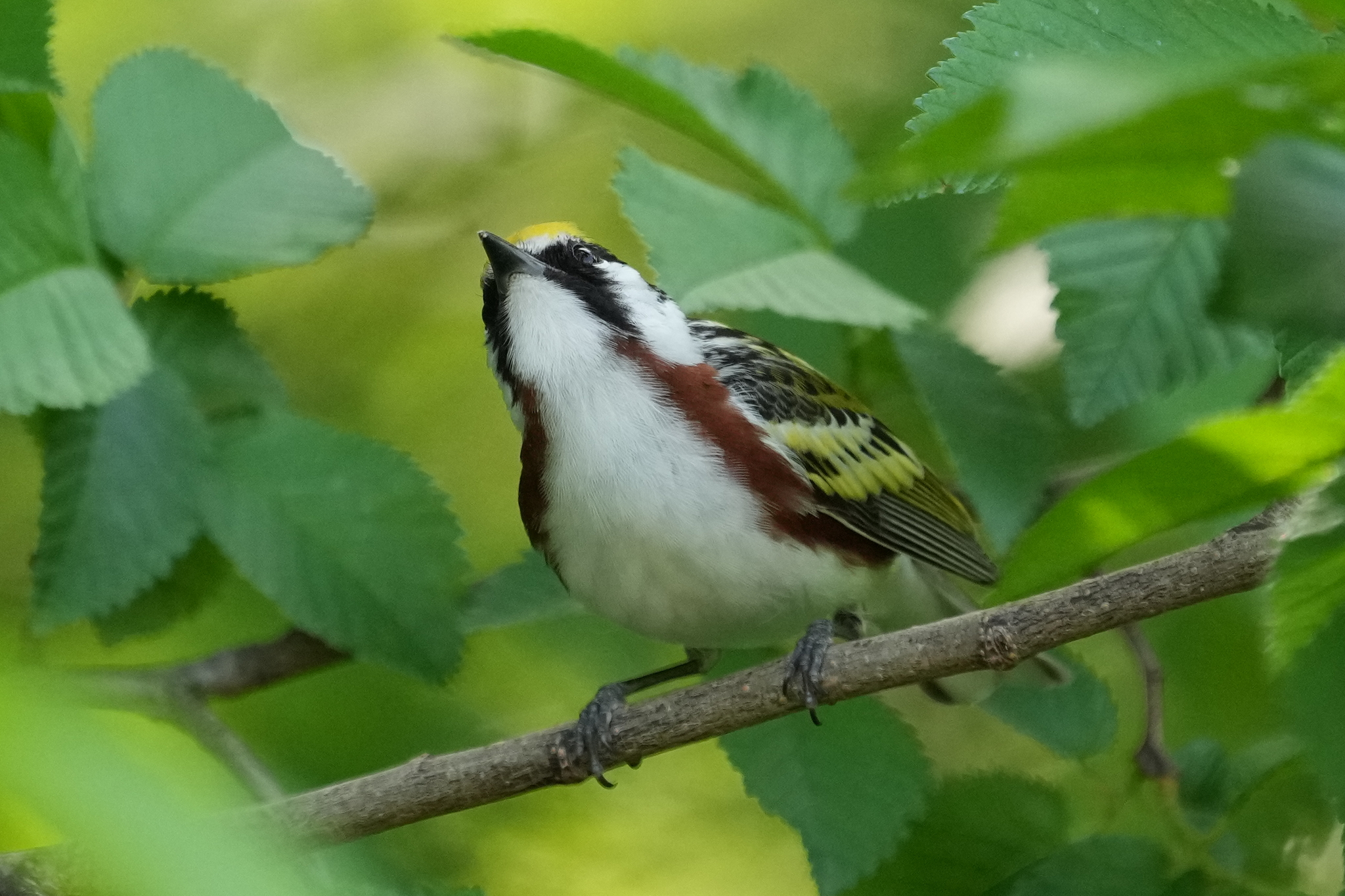 Chestnut-sided Warbler (Setophaga pensylvanica)