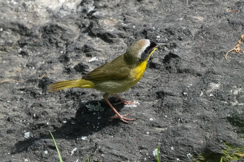 Mascarita común (Geothlypis trichas)