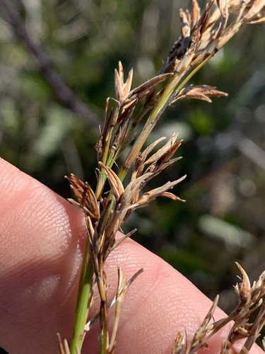 Schoenus falcatus iNat (3)