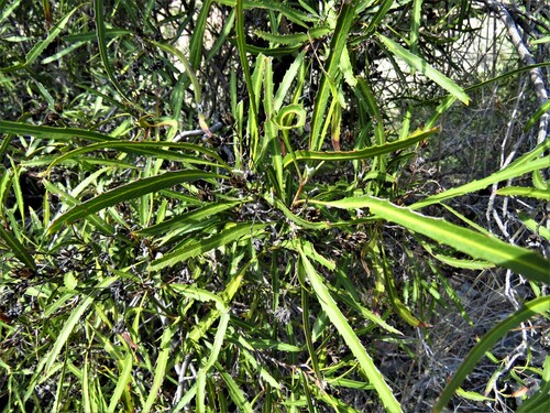 Image of Vauquelinia corymbosa by (c) Annika Lindqvist, some rights reserved (CC BY)