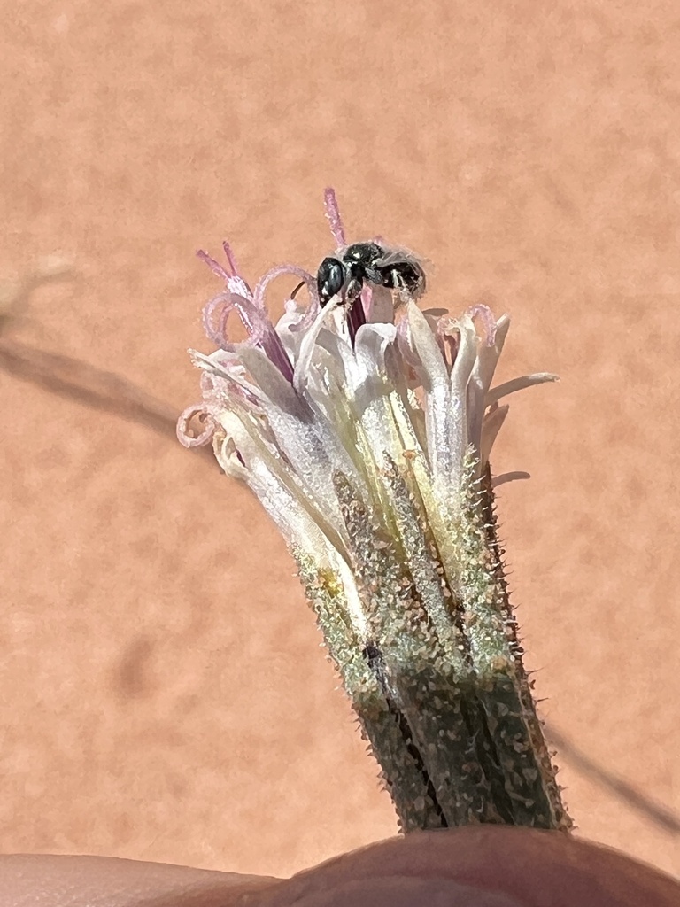 Perdita elegans