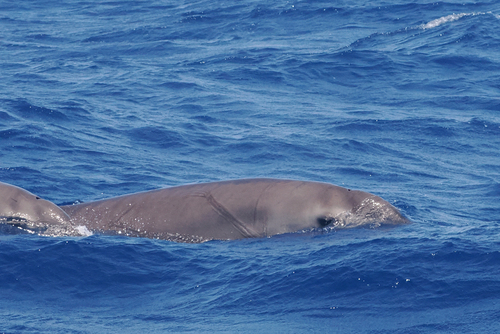 Gervais's Beaked Whale (Mesoplodon europaeus)