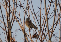 Turdus pilaris