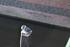 Columba livia domestica
