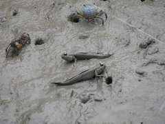 Periophthalmus magnuspinnatus