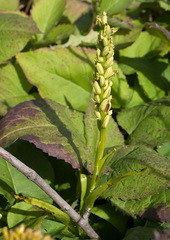 Platanthera aquilonis