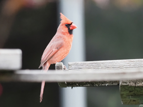 Northern Cardinal photographed in Colorado