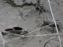 Periophthalmus magnuspinnatus