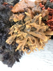 Halichondria bowerbanki