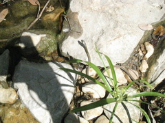 Thamnophis proximus rubrilineatus