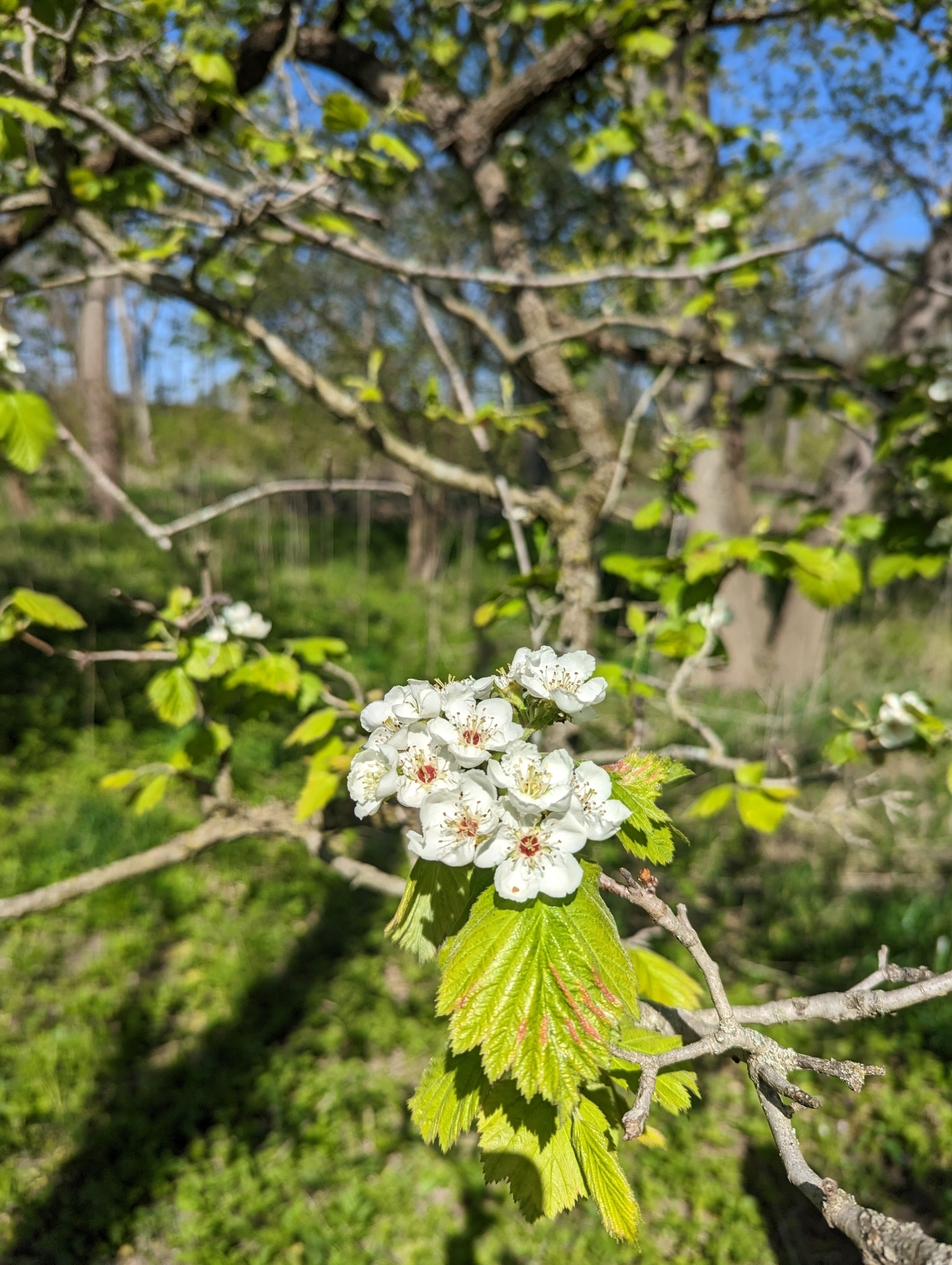 Crataegus mollis var. mollis