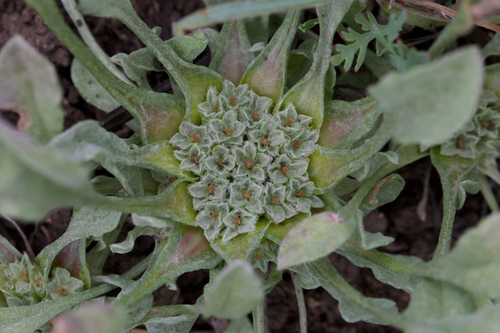 Image of Hesperevax caulescens by (c) Arvel Hernandez, some rights reserved (CC BY)