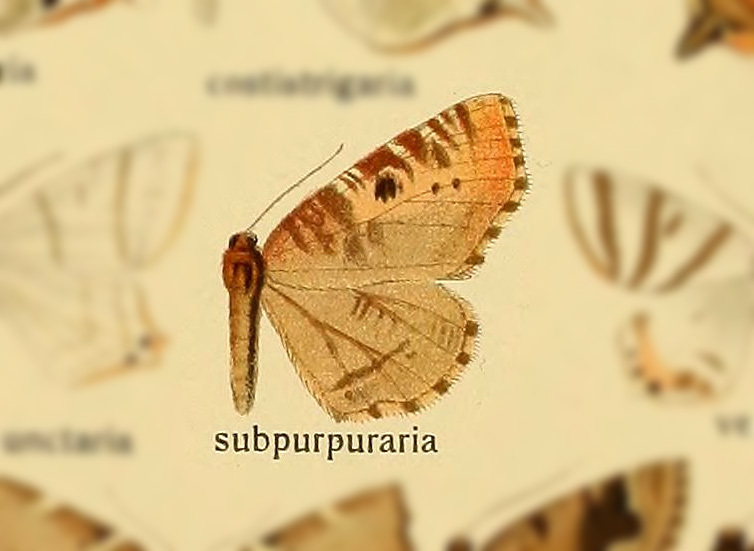 Plagodis subpurpuraria